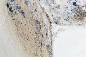 Best Forensic Mold Investigation  in Acton, CA